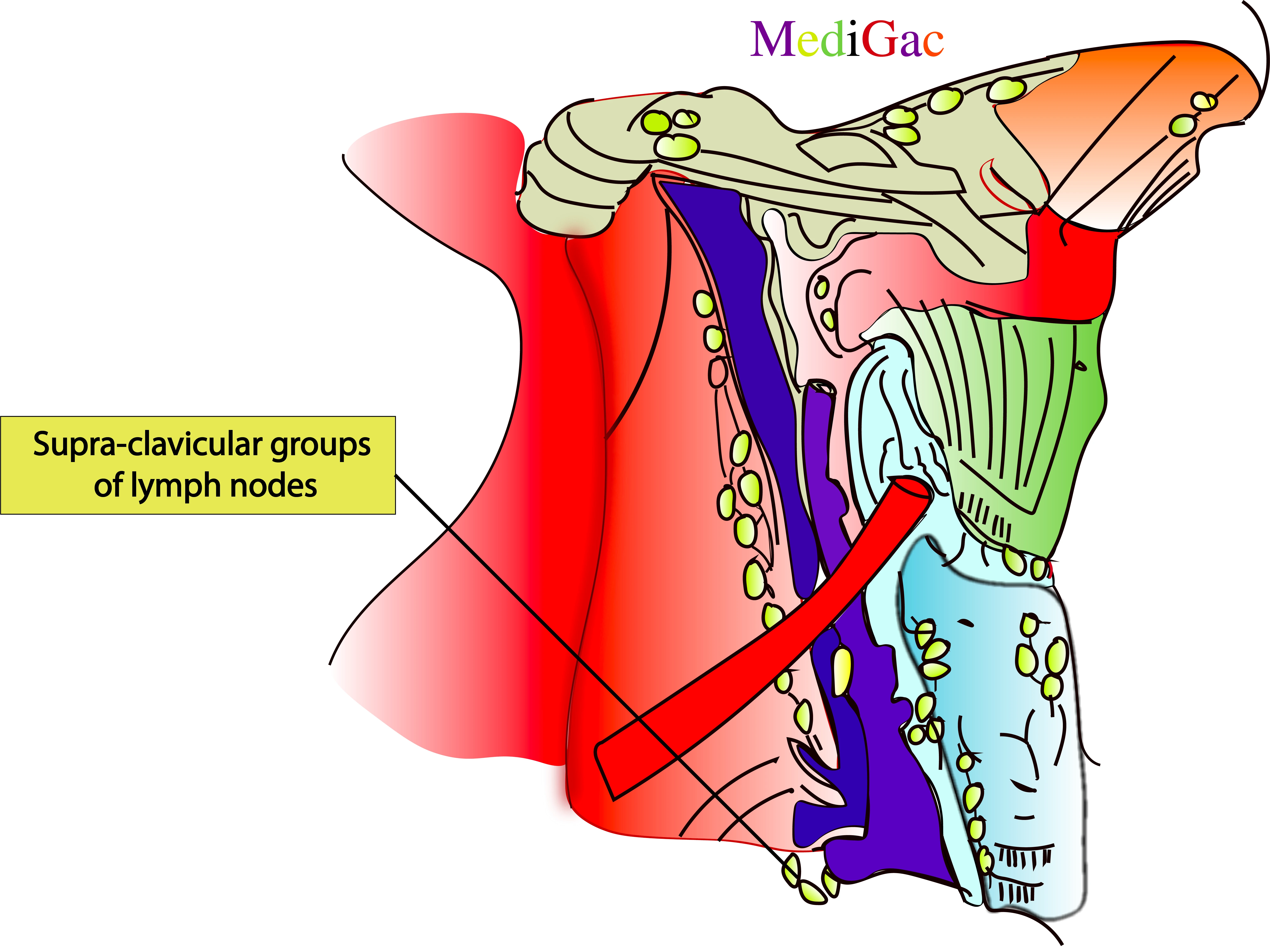 Supra clavicular lymph nodes